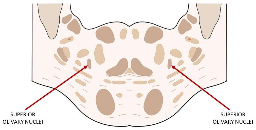 Superior olivary nuclei indicated in a cross-section of the brainstem at the level of the pons.