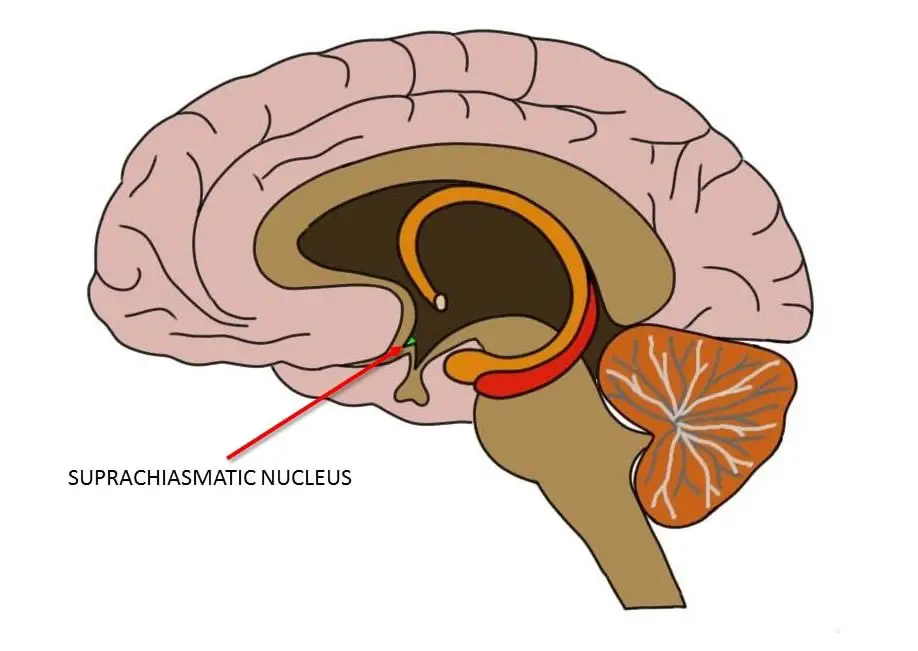 Suprachiasmatic nucleus