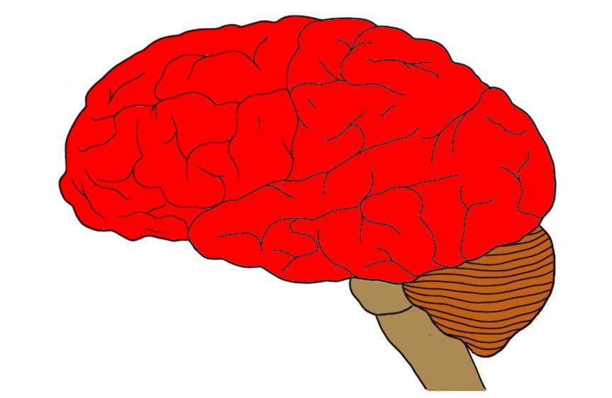 The telencephalon highlighted red. The telencephalon not only includes the cerebral cortex (visible here) but also a large number of subcortical structures, pathways, etc.