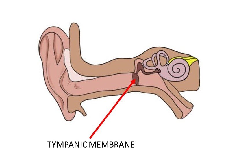 IMAGE OF THE EAR SHOWING THE TYMPANIC MEMBRANE (aka eardrum).