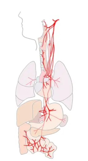 THE PATH OF THE VAGUS NERVE.