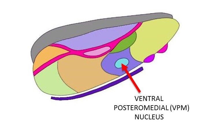 ventral posteromedial (VPM) nucleus.