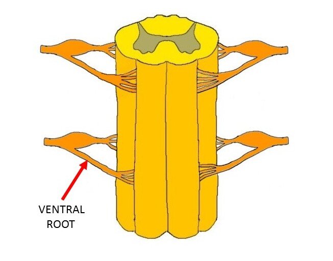 SPINAL CORD WITH ARROW INDICATING A VENTRAL ROOT.