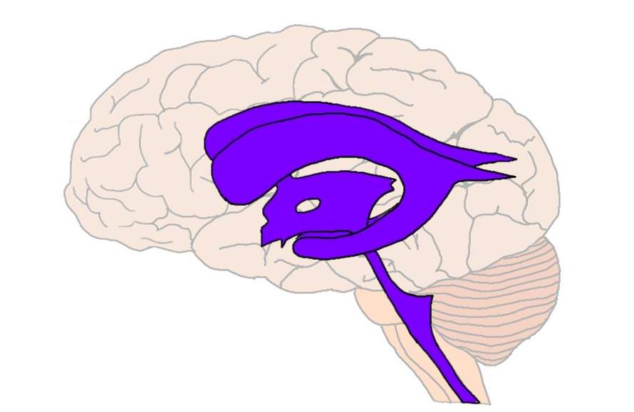 The ventricles (in purple).