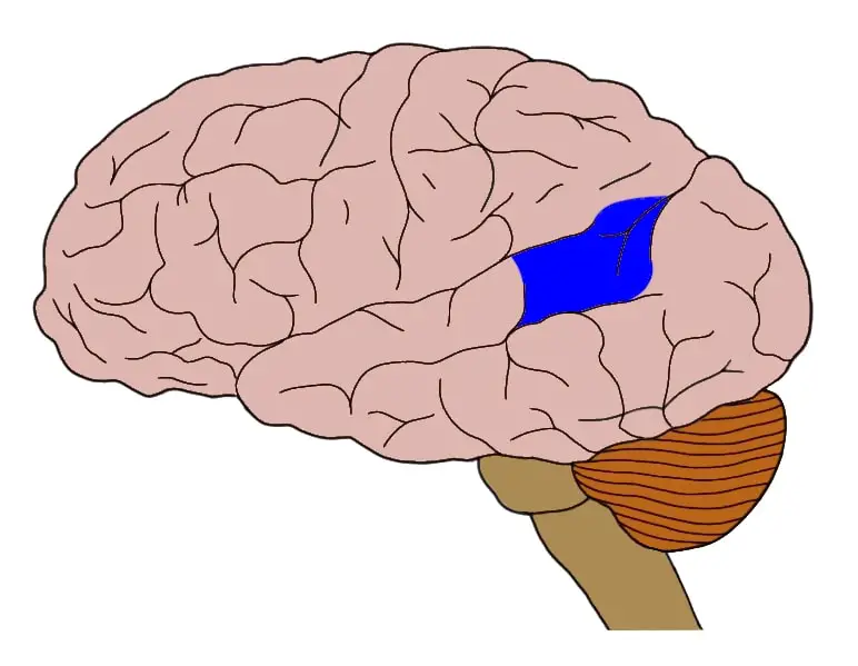 Expressive Aphasia The Definitive Guide Biology Dictionary