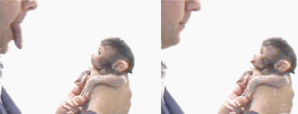 Image from: Gross L. Evolution of neonatal imitation. PLoS Biol. 2006 Sep;4(9):e311. doi: 10.1371/journal.pbio.0040311