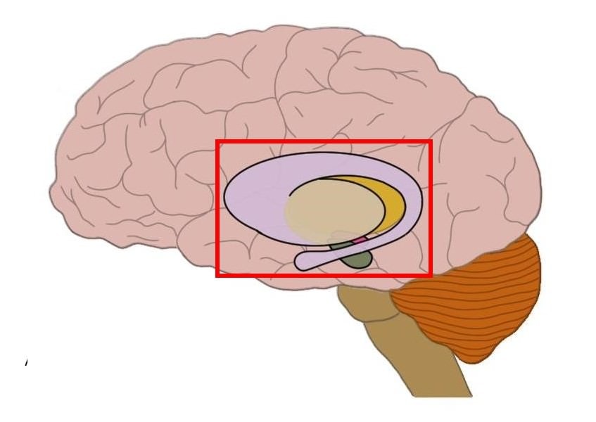 Basal ganglia