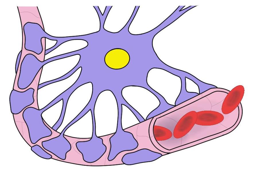 Blood-brain barrier.