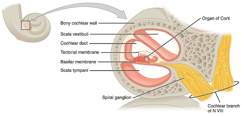Cochlea