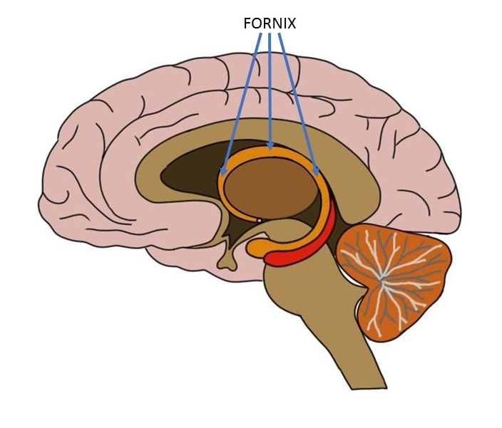 fornix.