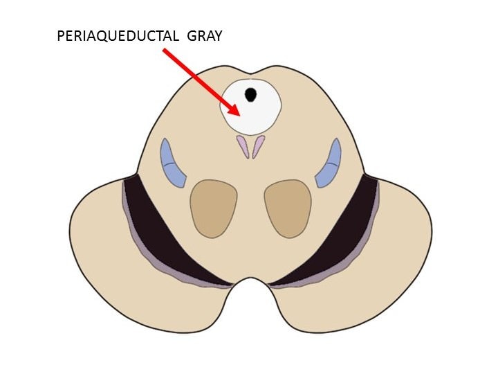periaqueductal gray