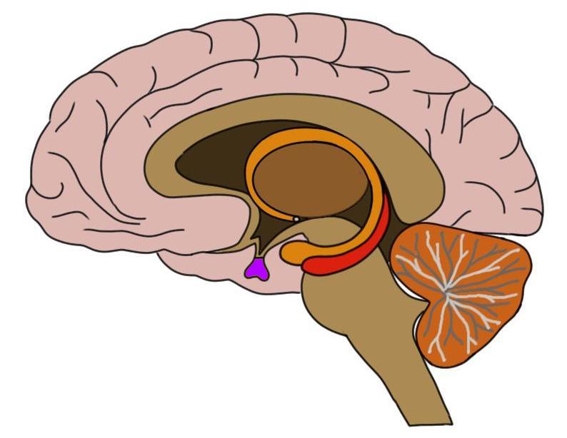 Pituitary gland