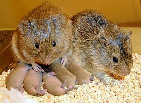 prairie voles.&nbsp; Image courtesy of thenerdpatrol,&nbsp;(prairie voles omsi).