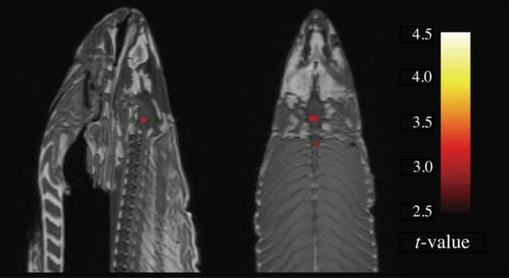 fMRi image of dead atlantic salmon. taken from bennett et al. (2009).