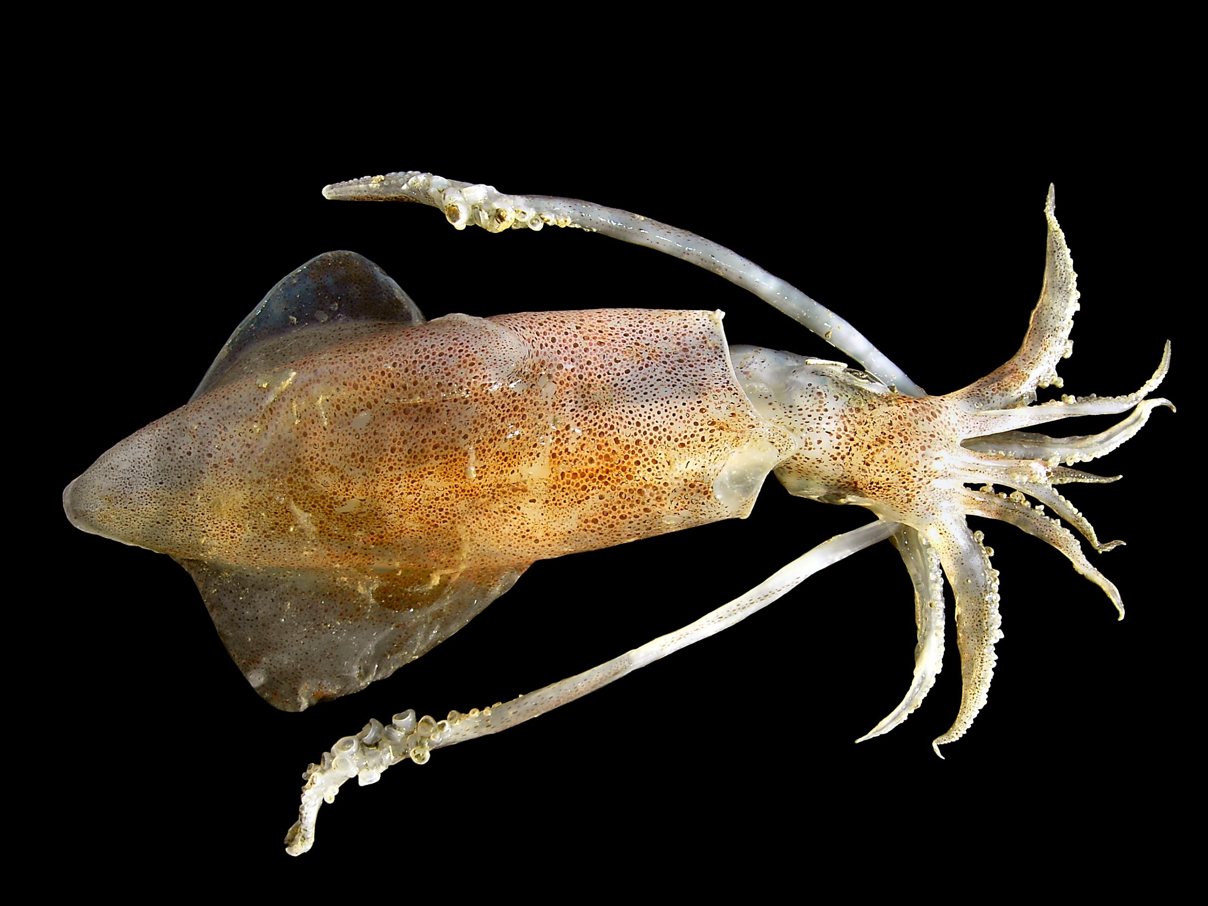 Hodgkin and Huxley used the large axons of the squid to measure voltage changes during an action potential.  Image courtesy of hans hillewaert.
