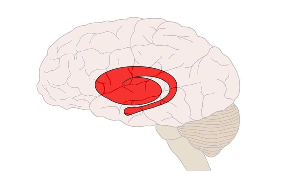 Striatum