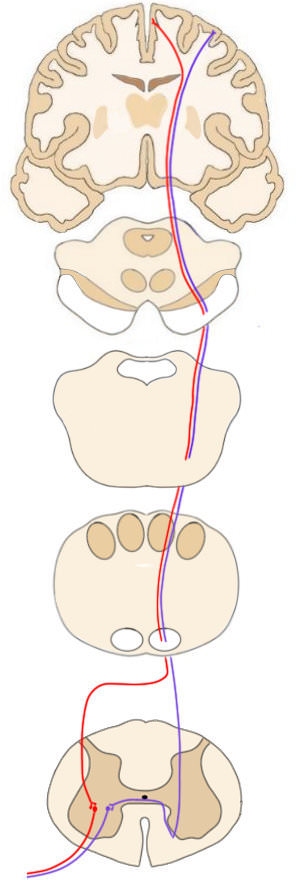 Corticospinal tract