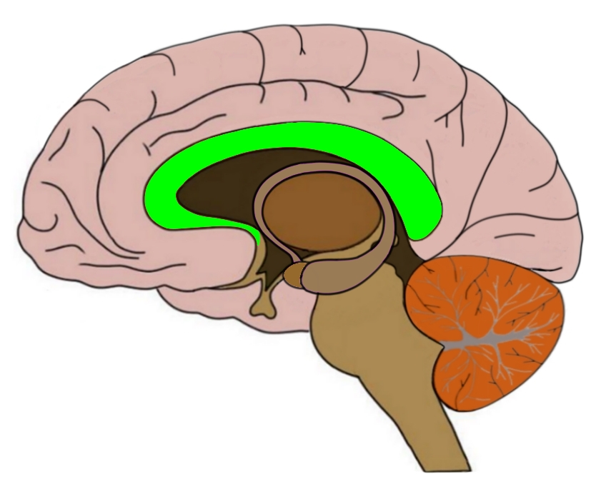Corpus callosum