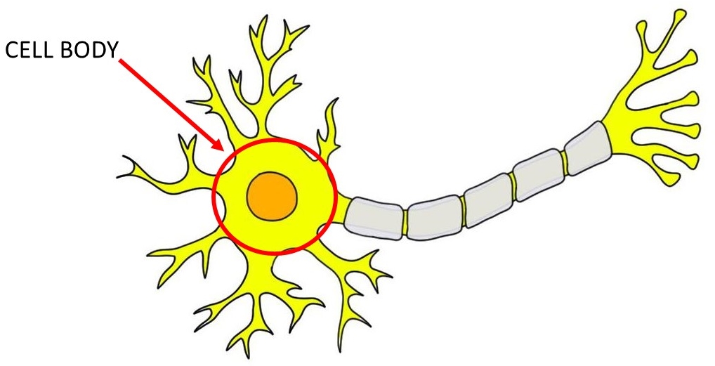 Cell body