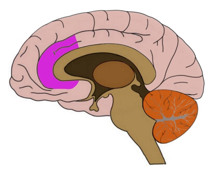 ANTERIOR CINGULATE CORTEX (ACC) IN PURPLE.