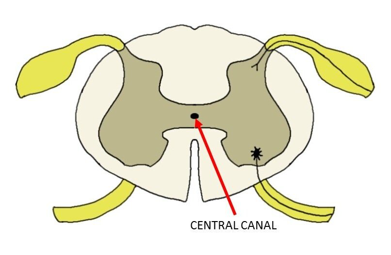 central canal.