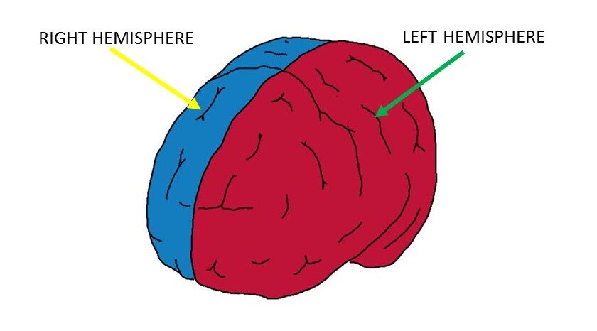 Cerebral hemispheres.