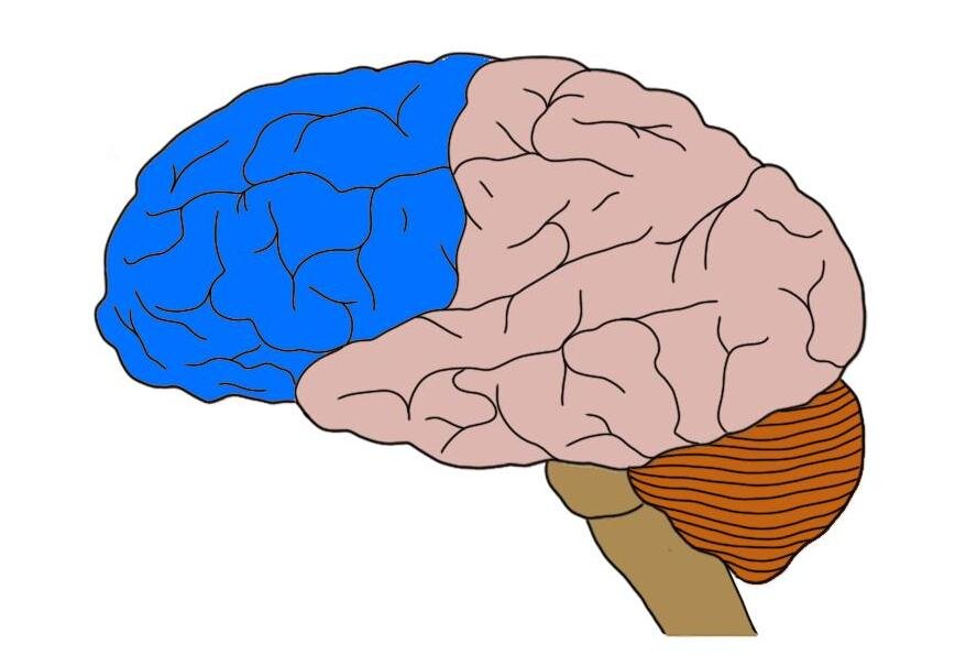 FRONTAL LOBE (IN BLUE).