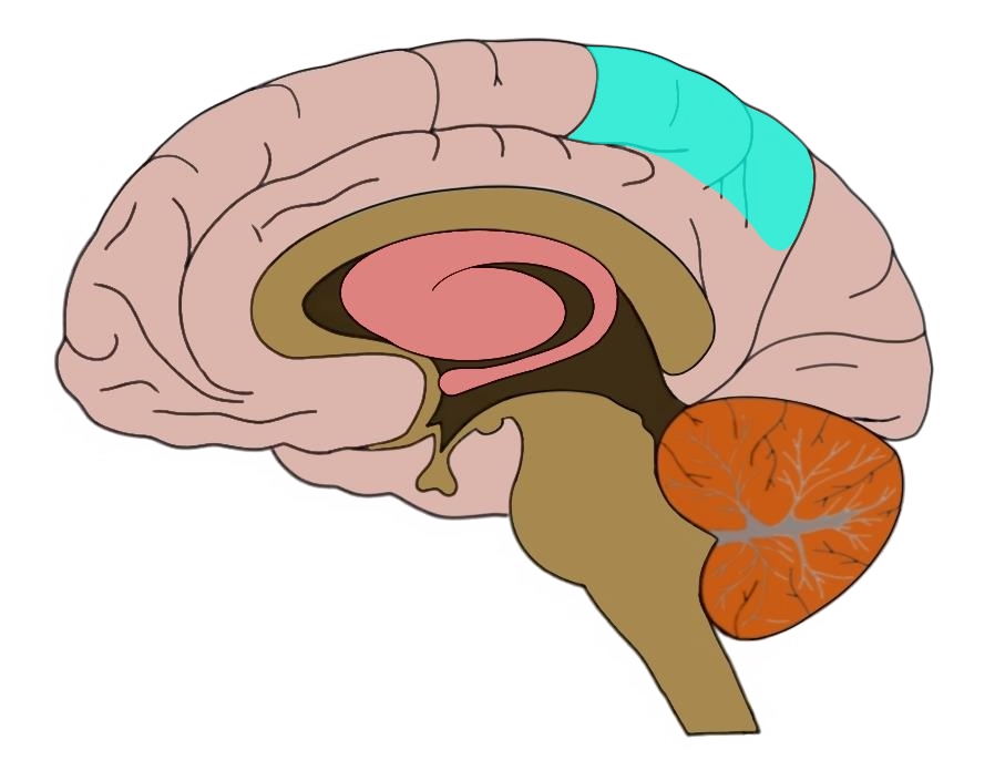 Precuneus