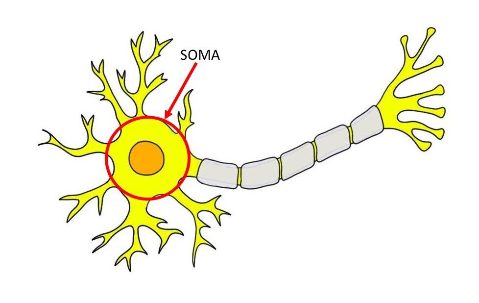 SOMA INDICATED BY RED CIRCLE AND ARROW.