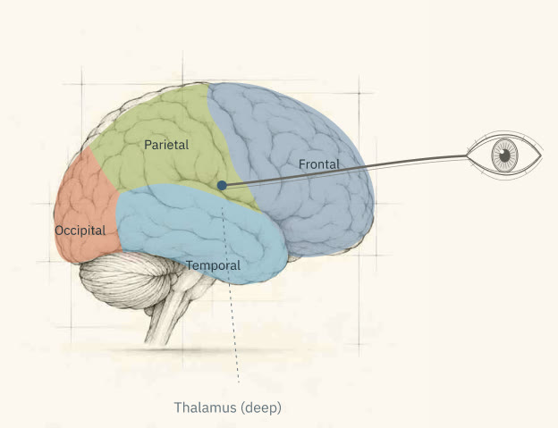 The brain map after Lesson 1: the four lobes, the thalamus and the route from the eye.