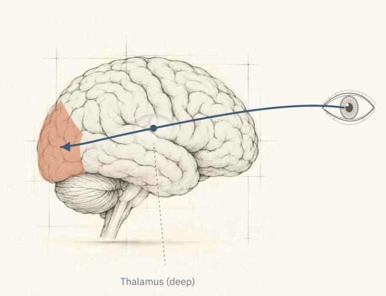Occipital lobe
