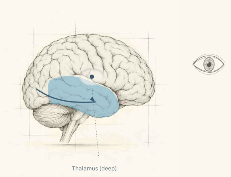 Temporal lobe