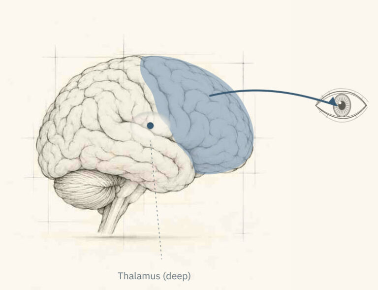 Frontal lobe