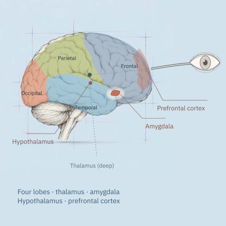 The map after Lesson 2: four lobes, thalamus, amygdala, hypothalamus and prefrontal cortex.
