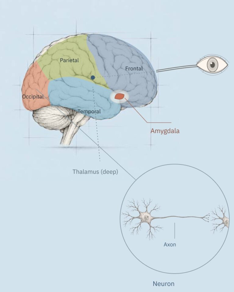 The brain map with the amygdala marked, and a magnified neuron with its axon.