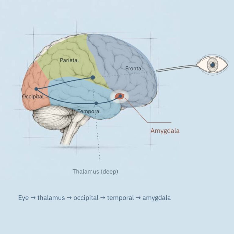 The long route: eye, thalamus, occipital lobe, temporal lobe, amygdala.