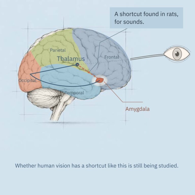 The long route beside a direct shortcut from the thalamus to the amygdala, found in rats for sounds; whether human vision has one is still being studied.