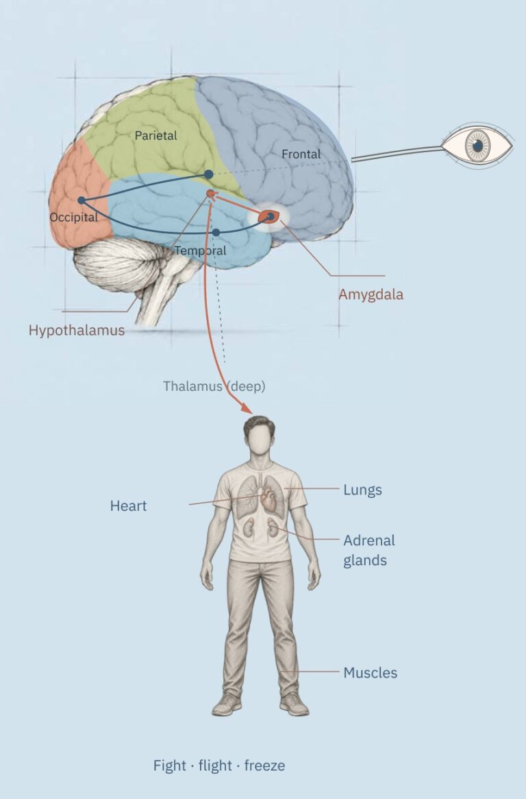 From the amygdala to the hypothalamus and down to the body: heart, lungs, adrenal glands and muscles. Fight, flight, freeze.