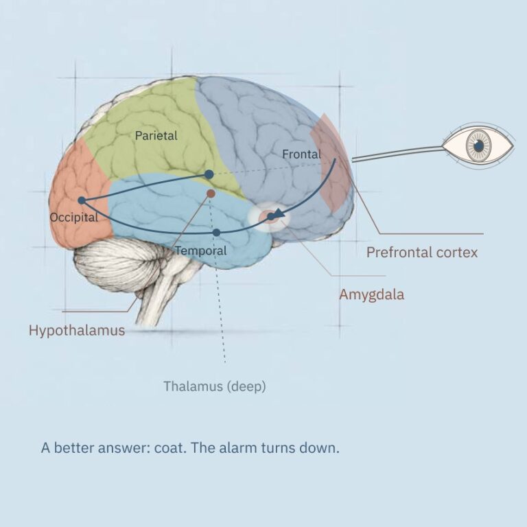 The prefrontal cortex signals back to the amygdala: a better answer, coat, and the alarm turns down.