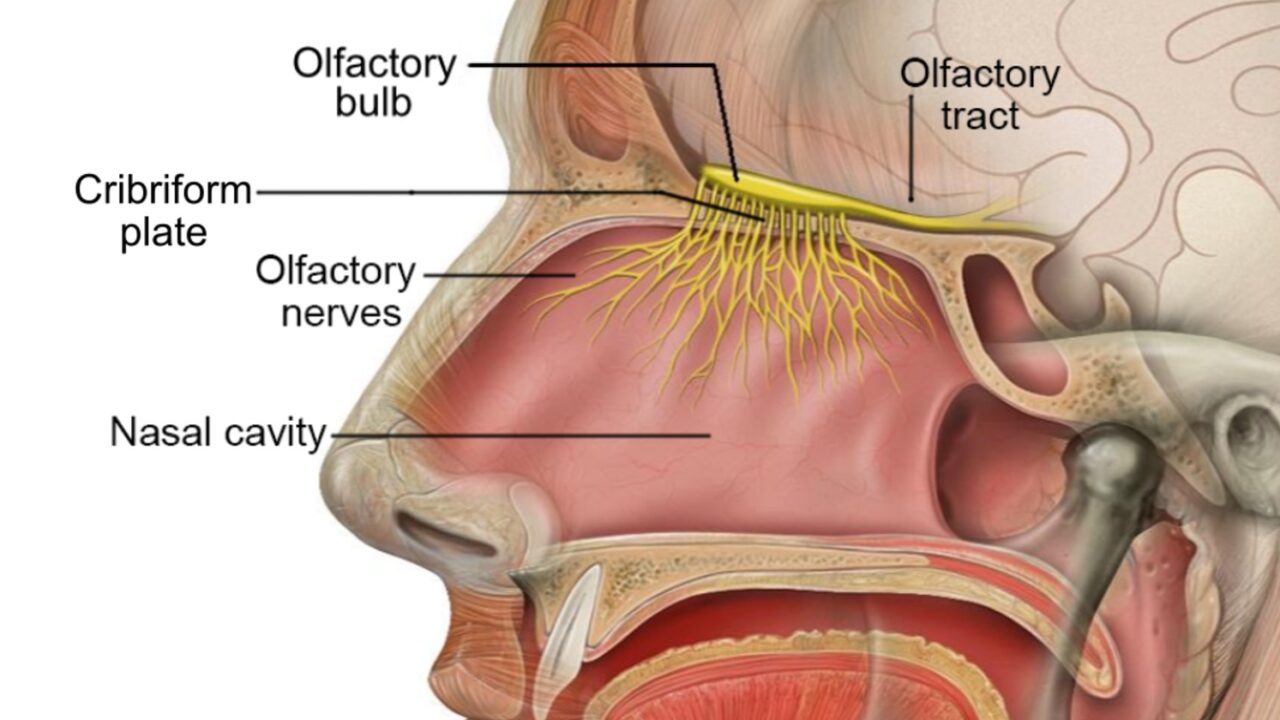 Anatomical cross-section of the nose and skull labeling the olfactory bulb, olfactory tract, cribriform plate, olfactory nerves and nasal cavity
